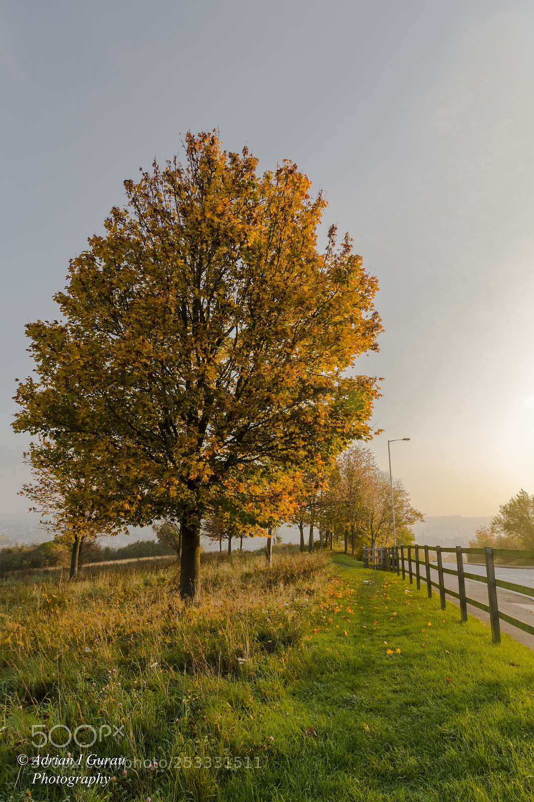 Canon EOS 700D (EOS Rebel T5i / EOS Kiss X7i) sample photo. Yellow tree photography