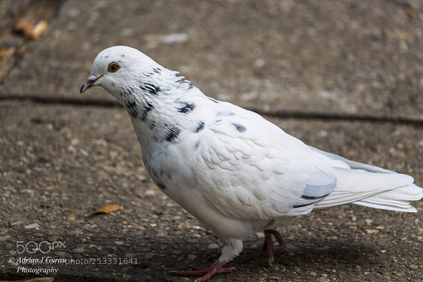 Canon EOS 700D (EOS Rebel T5i / EOS Kiss X7i) sample photo. Pigeon photography