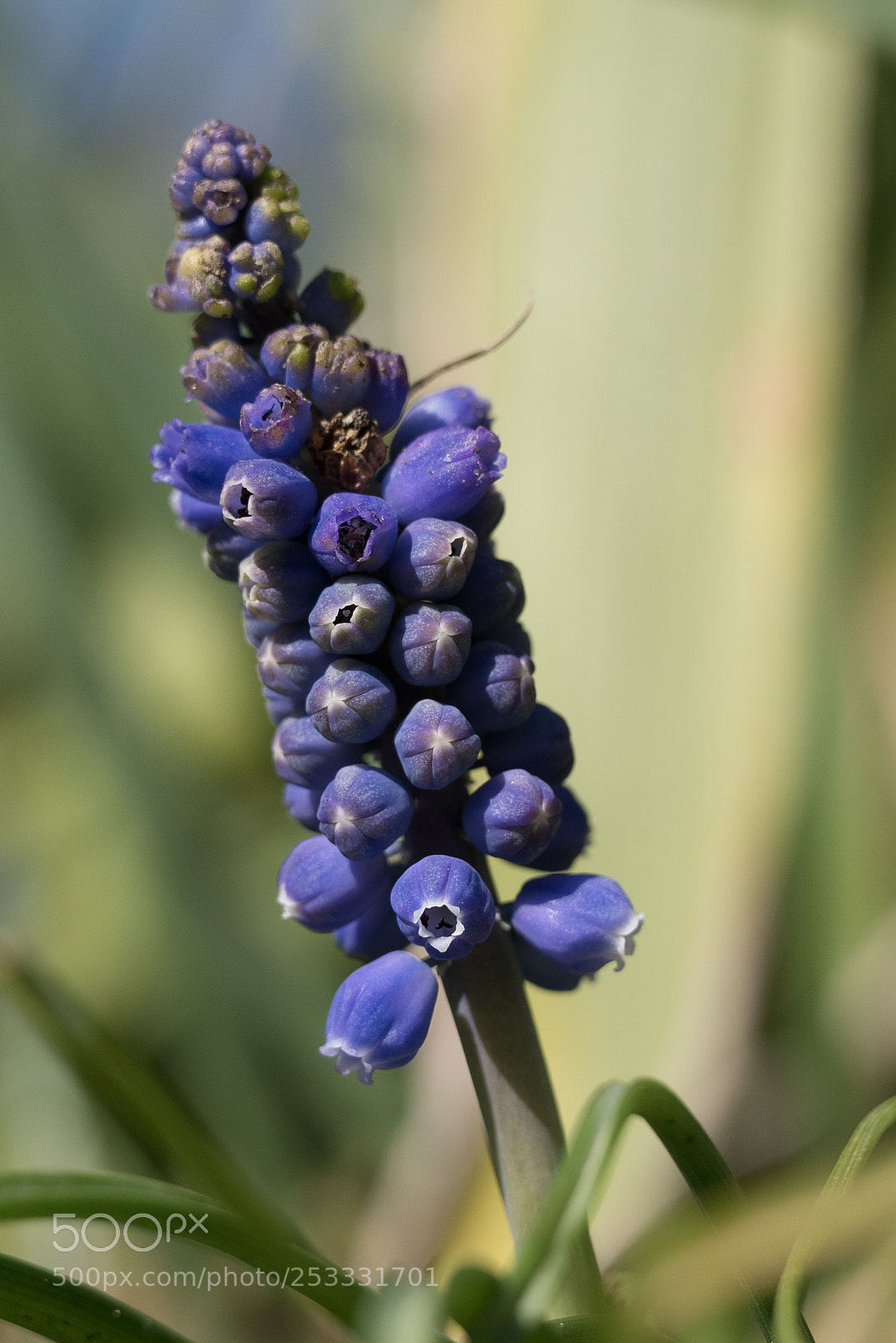 Panasonic DMC-G70 sample photo. Hyacinth photography