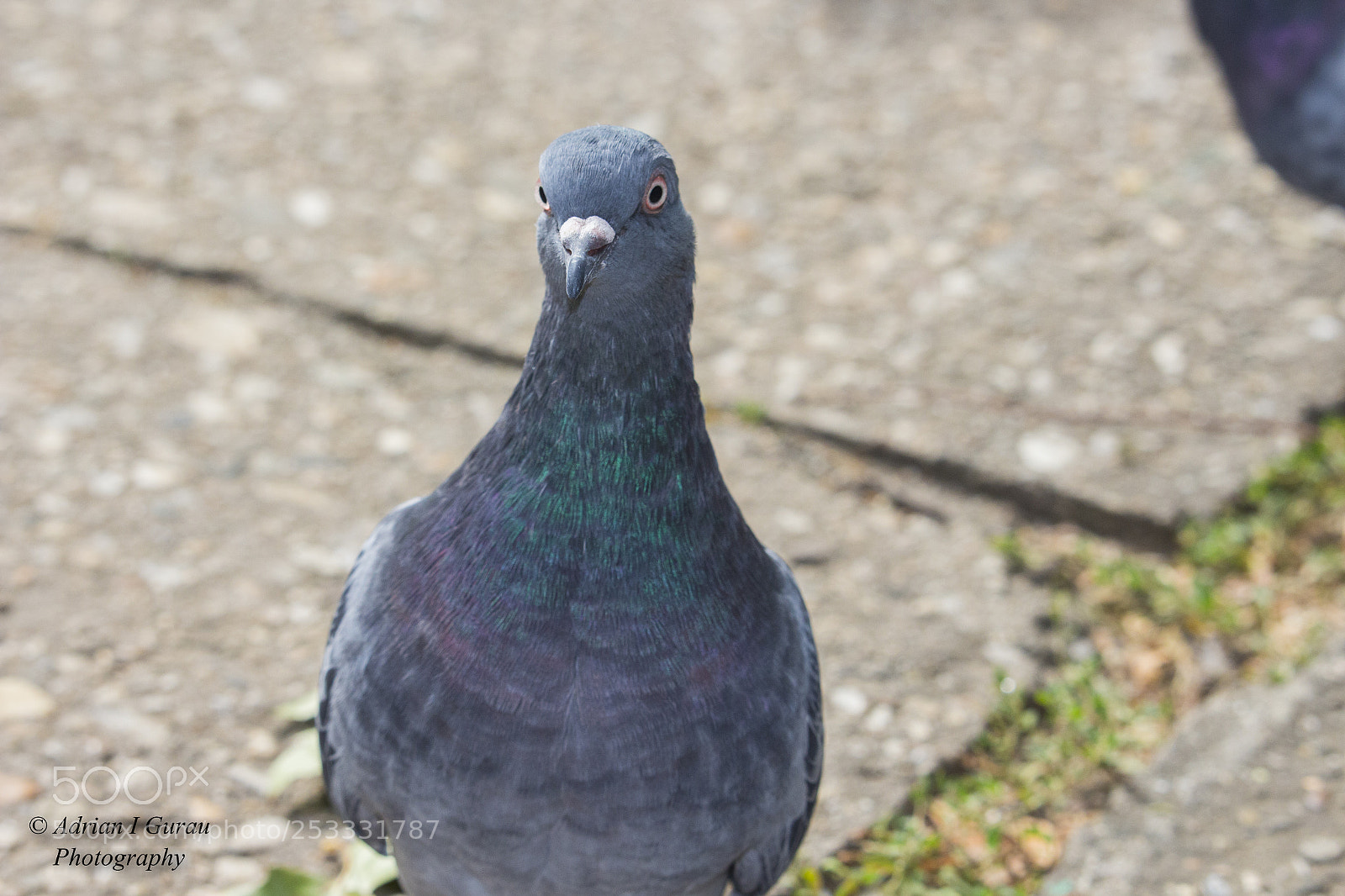Canon EOS 700D (EOS Rebel T5i / EOS Kiss X7i) sample photo. Cartoon pigeon photography