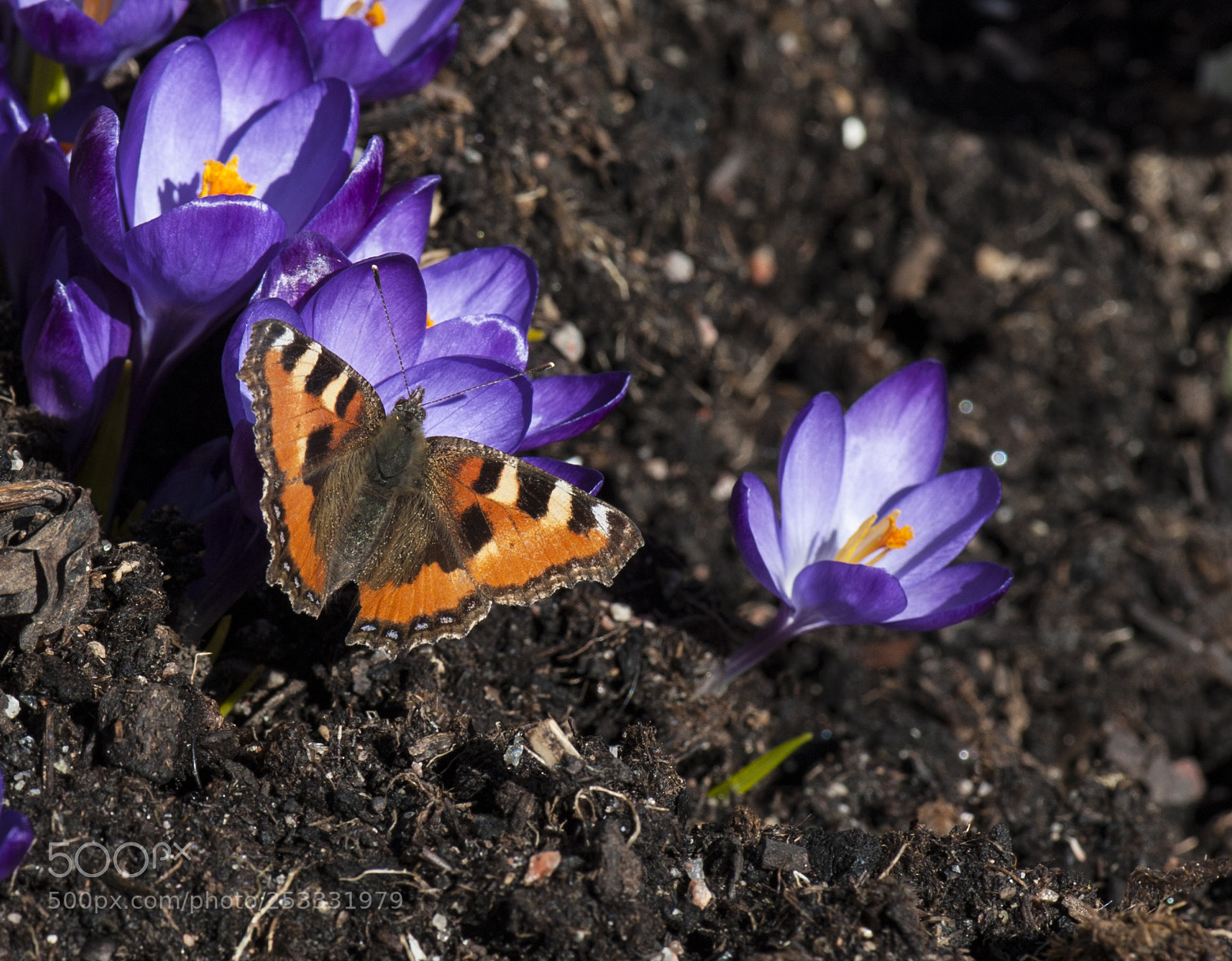 Nikon D700 sample photo. The butterfly itself. photography