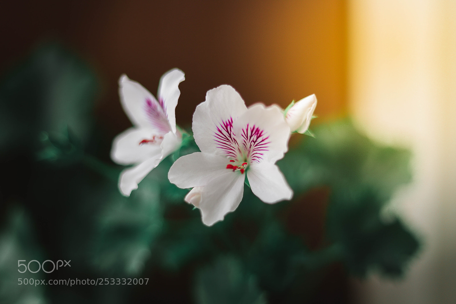 Canon EOS 6D Mark II sample photo. Pattern photography