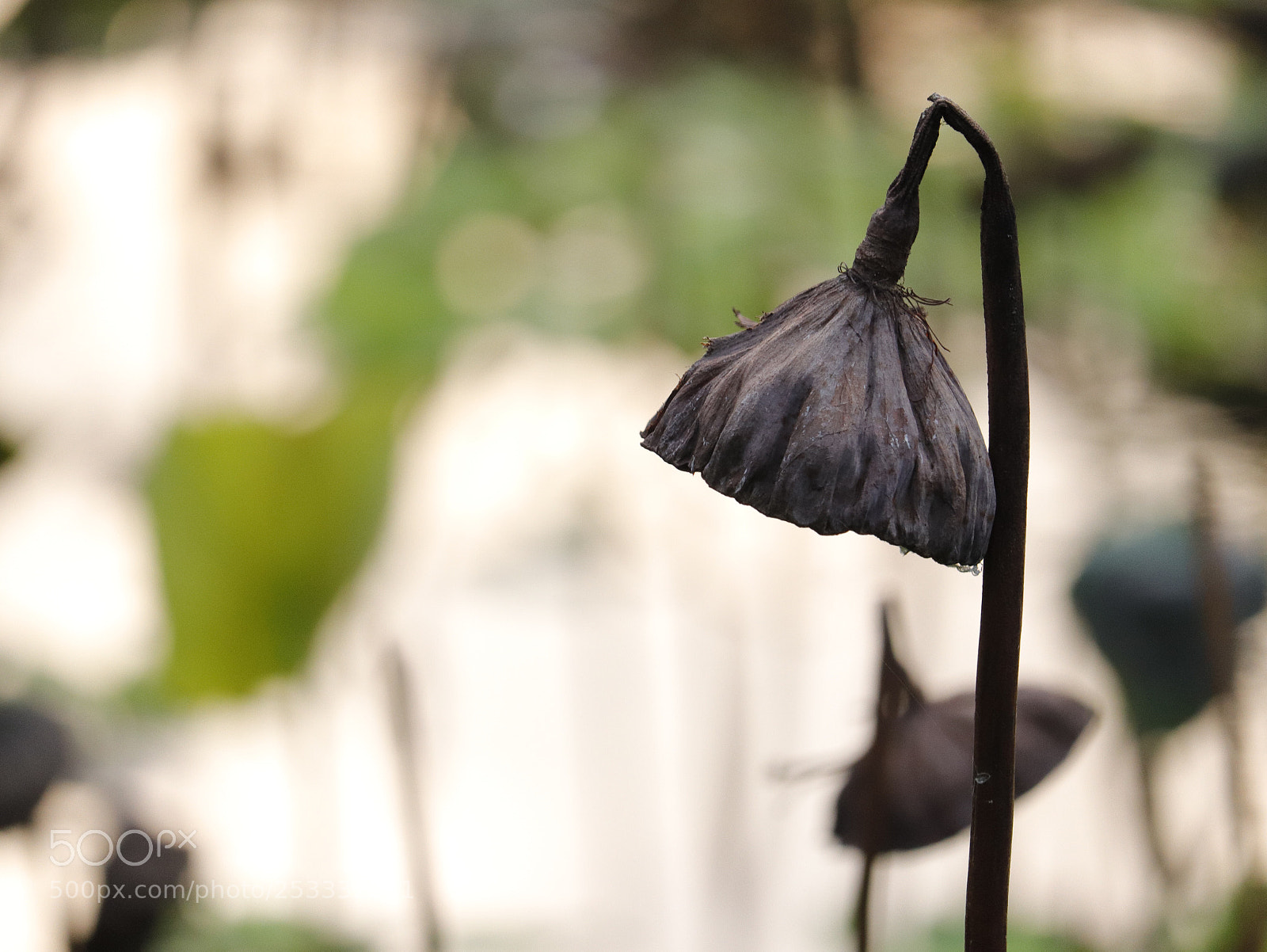 Canon EOS 77D (EOS 9000D / EOS 770D) sample photo. Lotuses in the cold photography