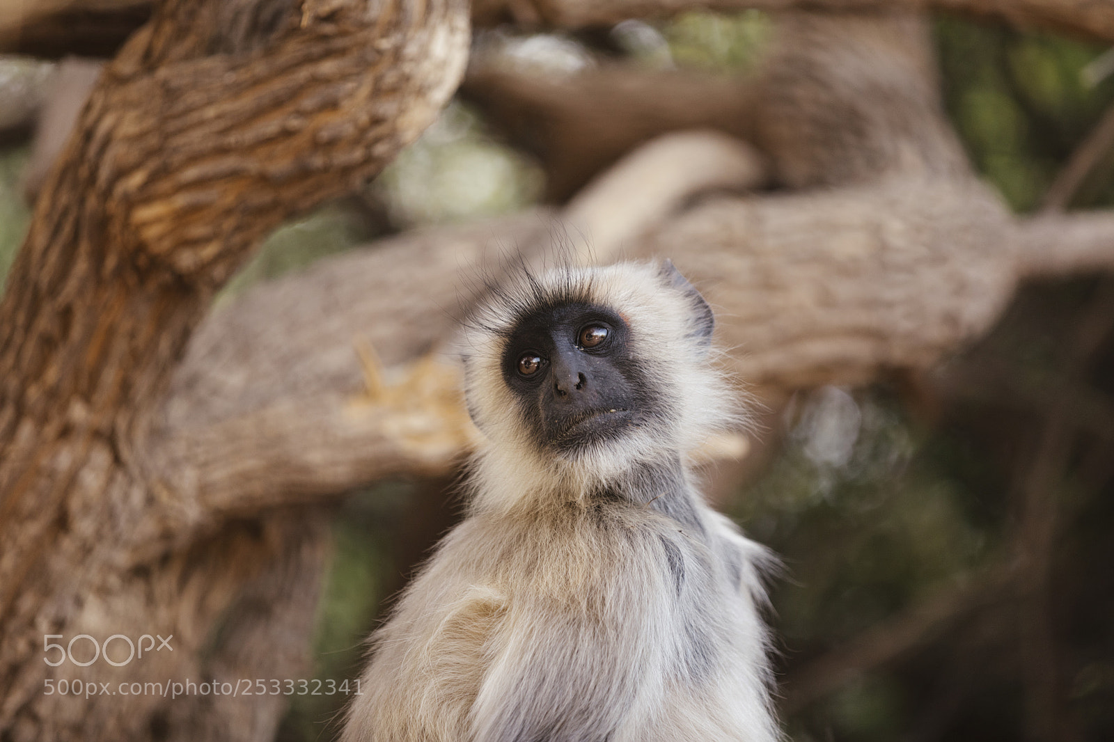 Canon EOS 5D Mark IV sample photo. Incredible india photography