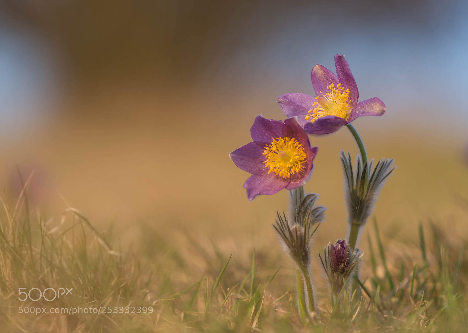 Nikon D7200 sample photo. Koniklec 2 photography