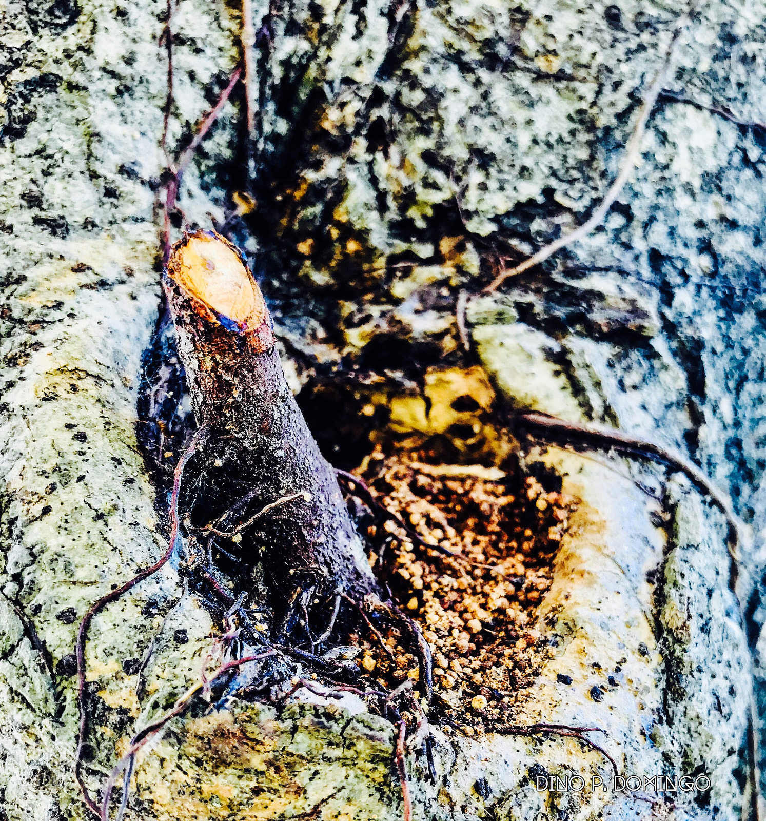 Apple iPhone 7 Plus sample photo. Untitled photography