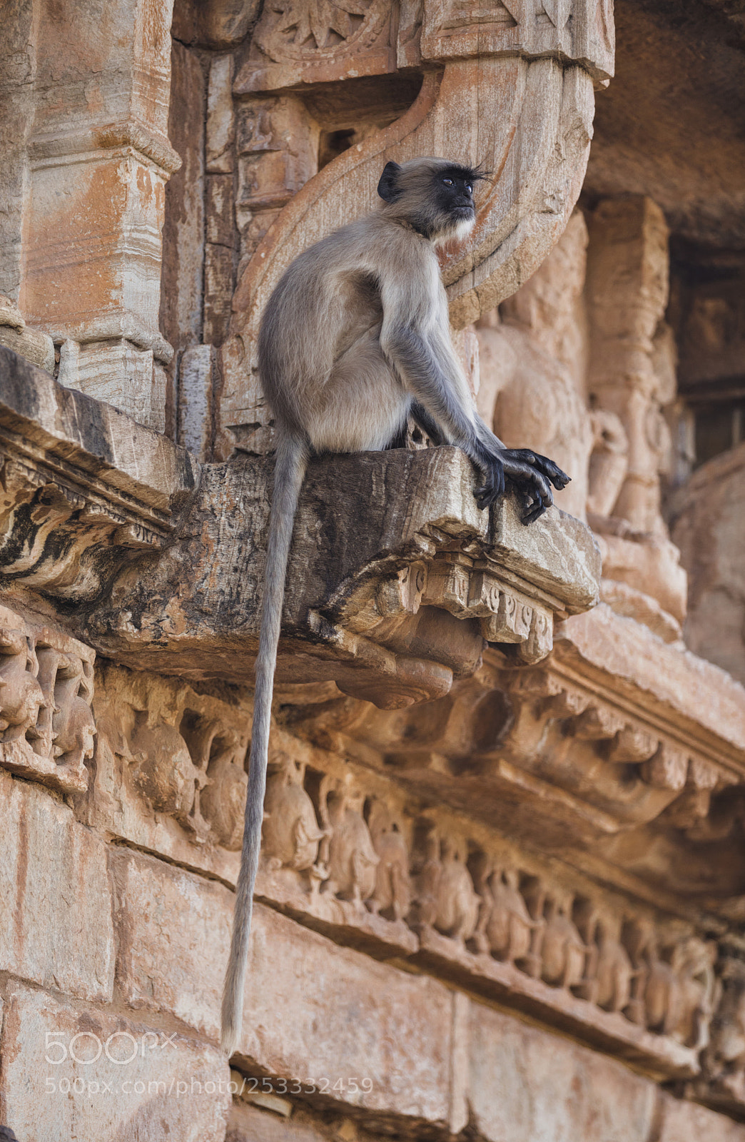 Canon EOS 5D Mark IV sample photo. Incredible india photography