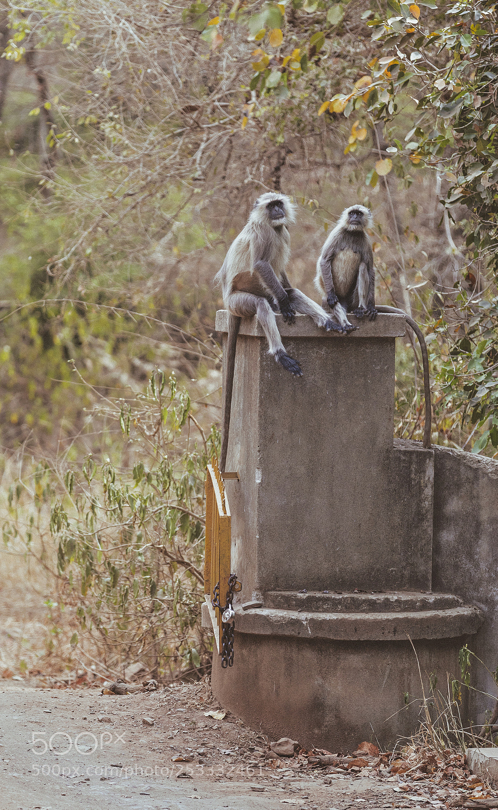 Canon EOS 5D Mark IV sample photo. Incredible india photography