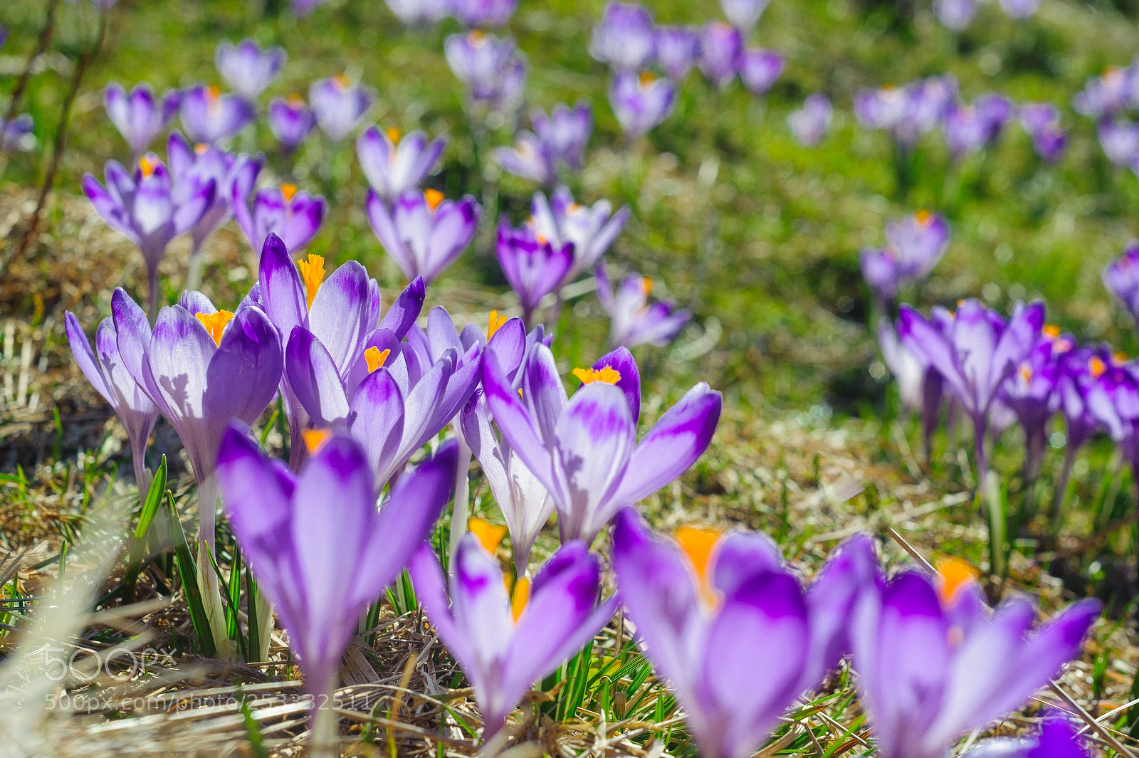 Nikon D700 sample photo. Violet crocuses on a photography