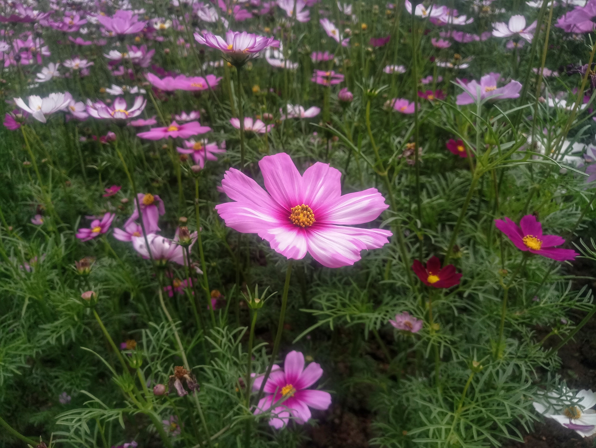 Meizu MX6 sample photo. 小红花 photography