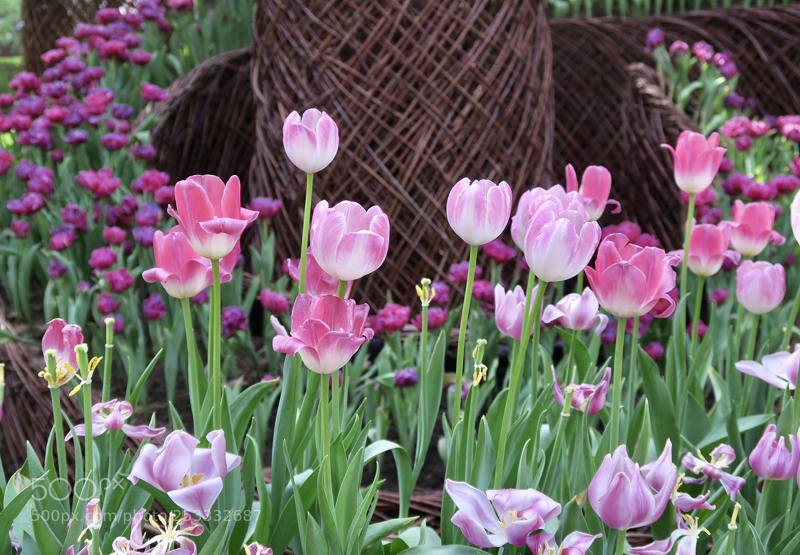 Canon PowerShot G7 X sample photo. Tulip photography