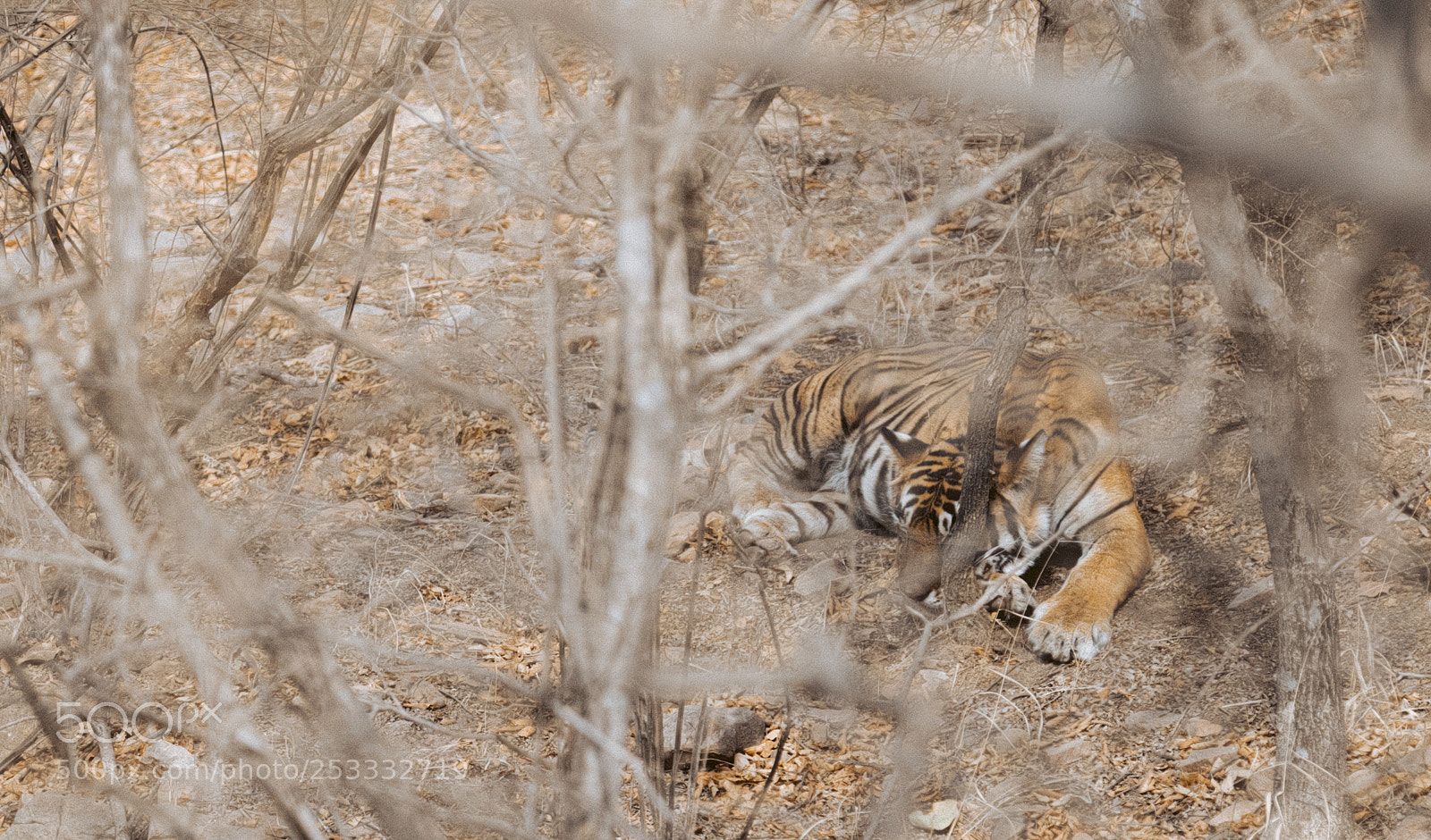 Canon EOS 5D Mark IV sample photo. Incredible india photography