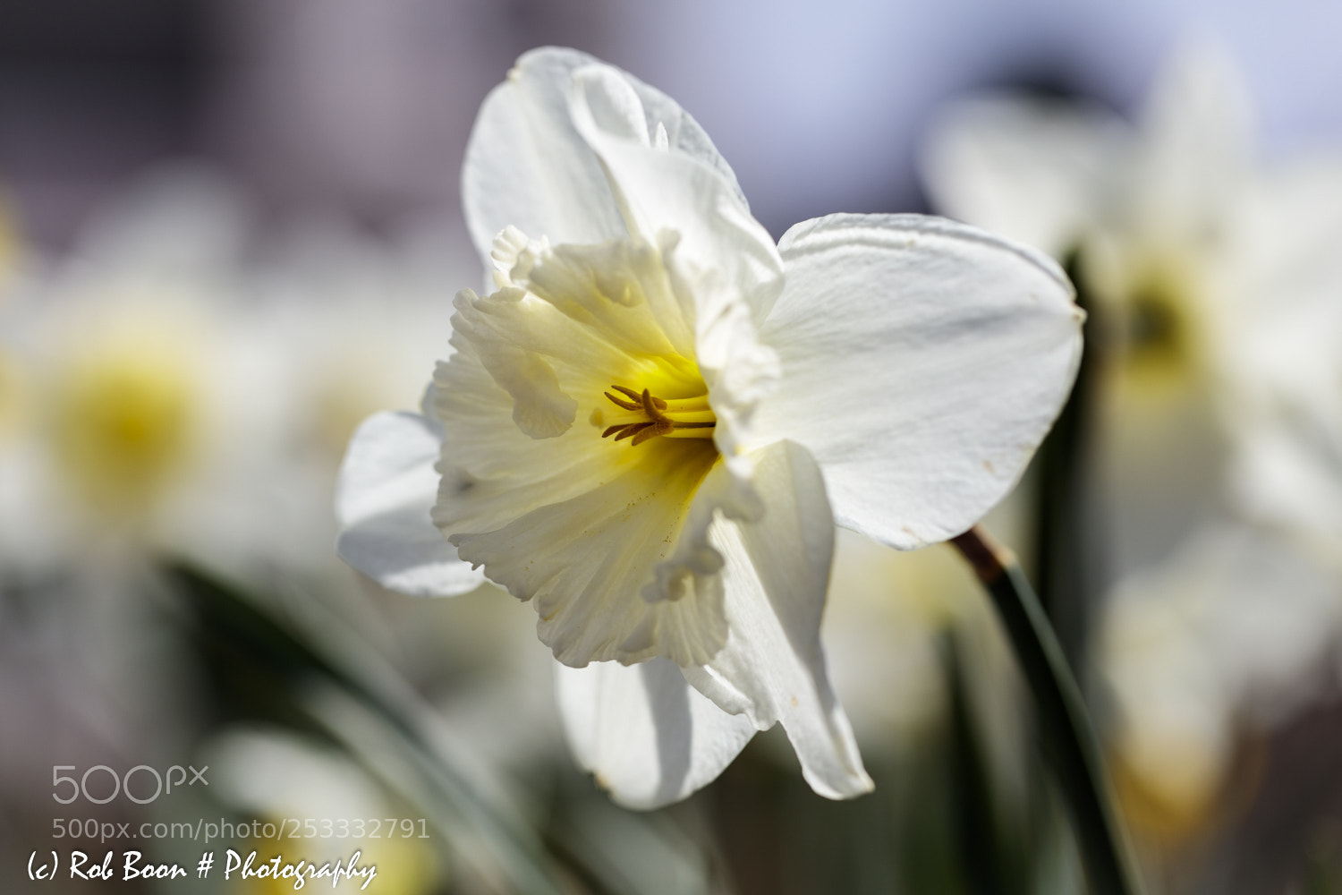 Canon EOS 5DS sample photo. Daffodil photography