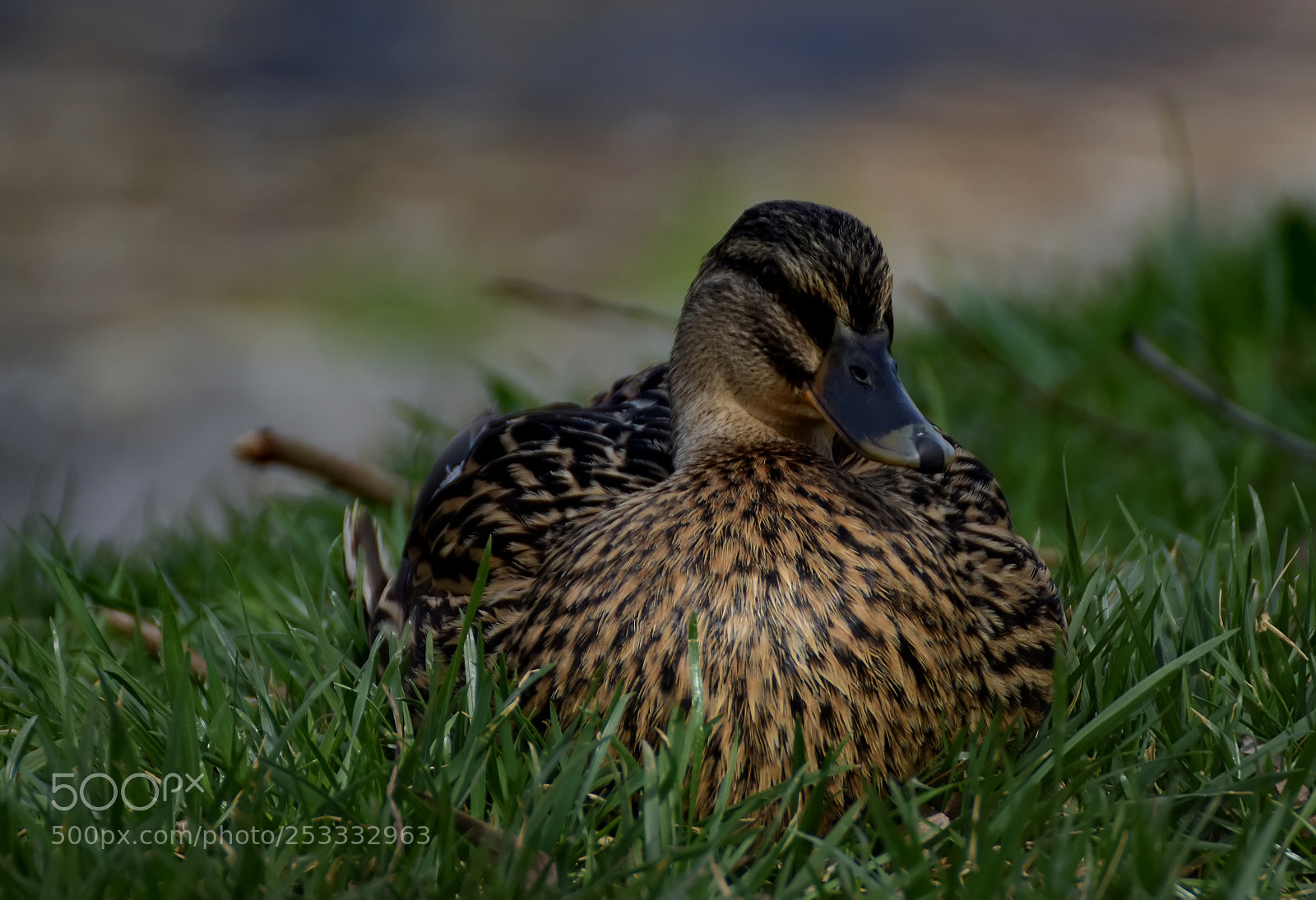 Nikon D7200 sample photo. Duck photography