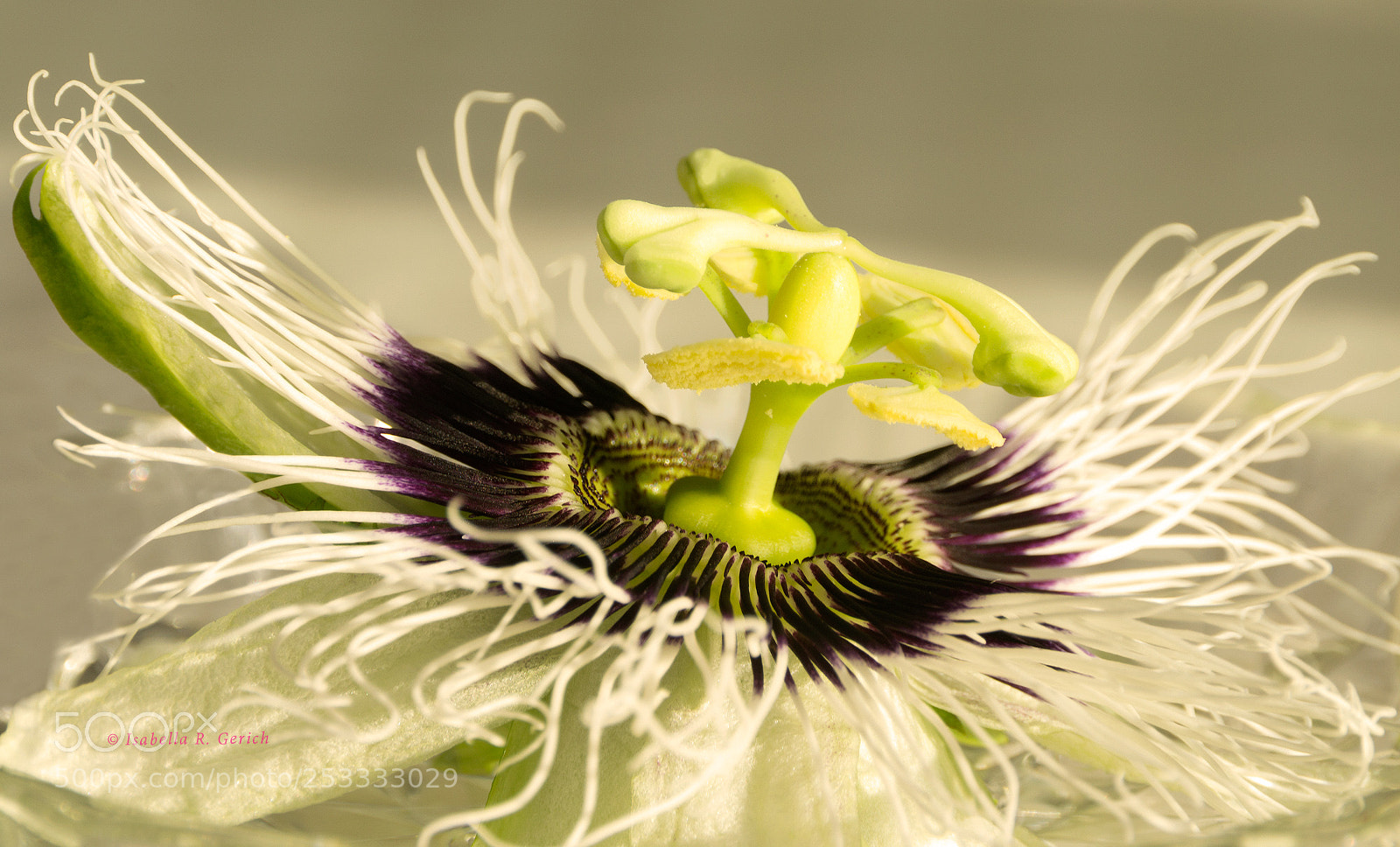Nikon D3100 sample photo. White tentacles photography