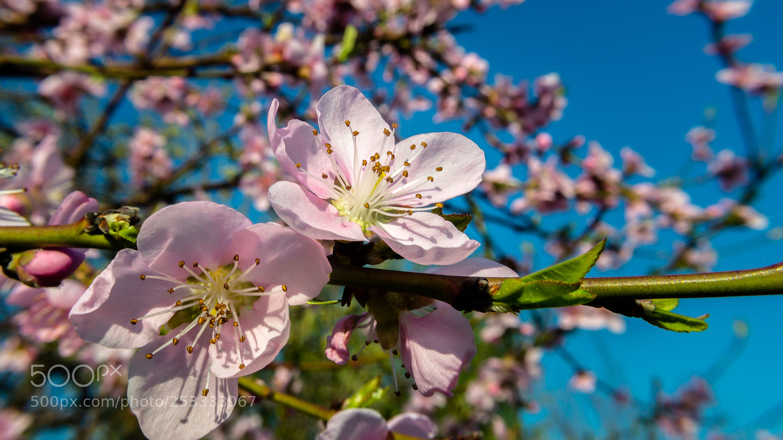 Nikon D3200 sample photo. Peach tree in spring photography