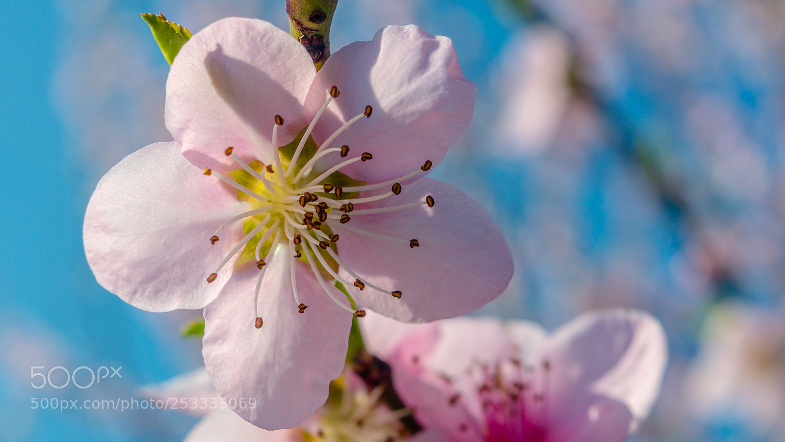 Nikon D3200 sample photo. Pink blossoms photography
