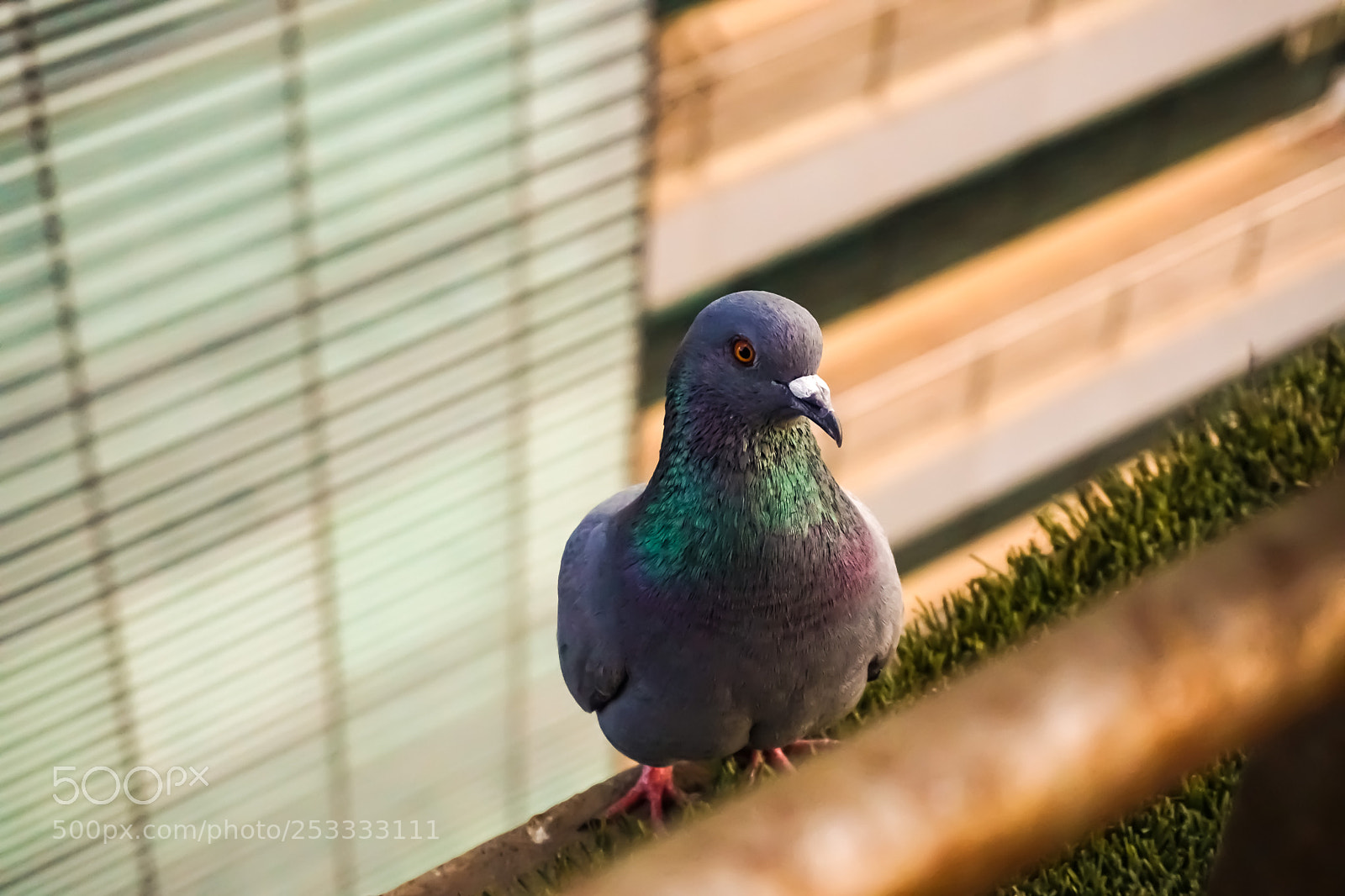 Sony a6000 sample photo. City dweller photography
