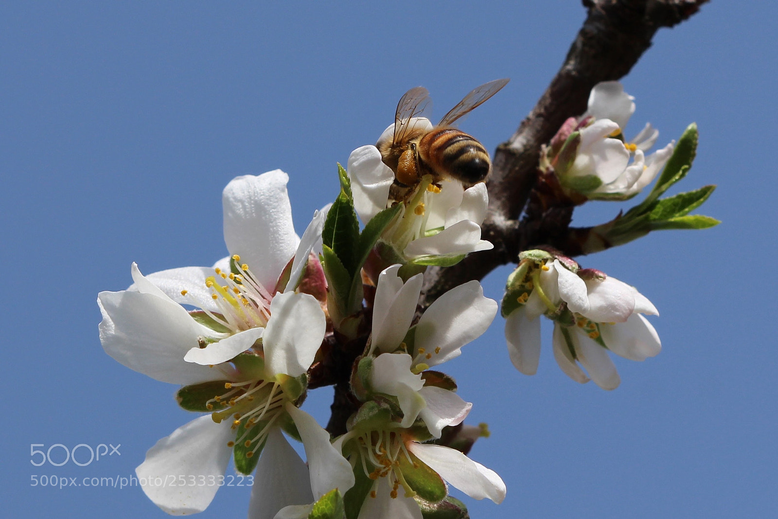 Canon EOS 700D (EOS Rebel T5i / EOS Kiss X7i) sample photo. Almond blossom & bee photography