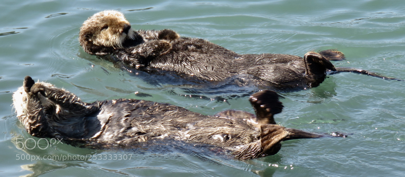 Canon PowerShot SX60 HS sample photo. Tanning buddies photography