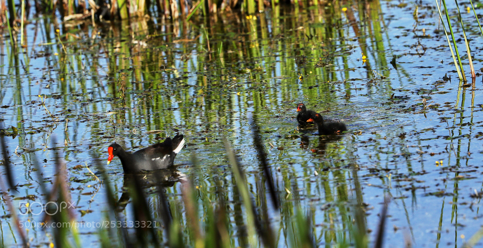 Canon EOS-1D X Mark II sample photo. 04-12-18-0011813.jpg photography