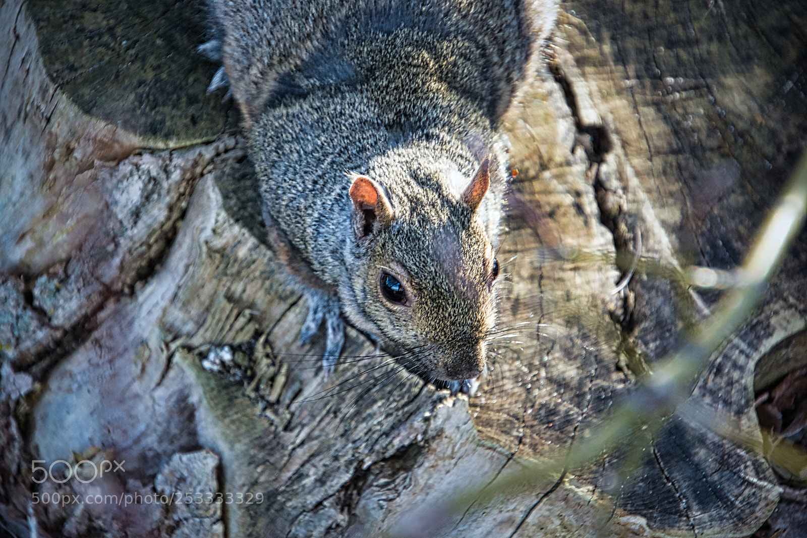 Nikon D7200 sample photo. Curious photography