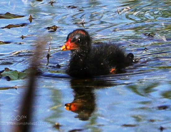 Canon EOS-1D X Mark II sample photo. 04-12-18-0011812.jpg photography