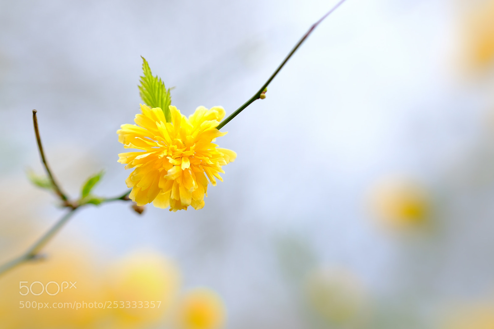 Fujifilm X-T2 sample photo. Jaune / yellow photography
