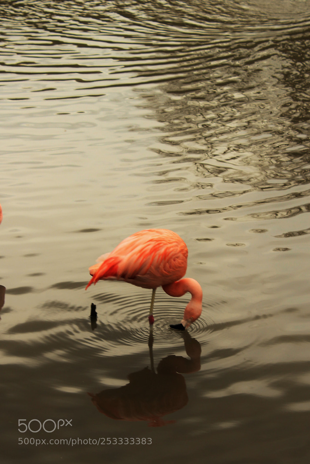 Canon EOS 1200D (EOS Rebel T5 / EOS Kiss X70 / EOS Hi) sample photo. Bird photography