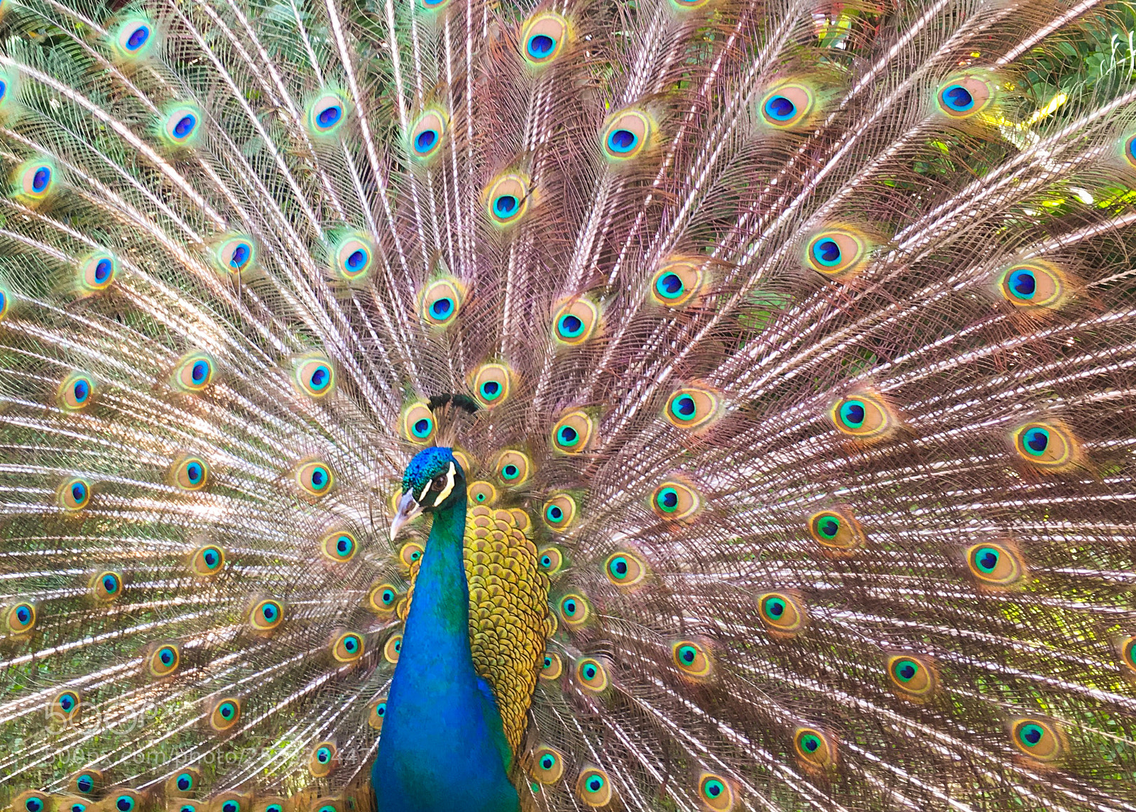Apple iPhone 6s sample photo. Peafowl photography