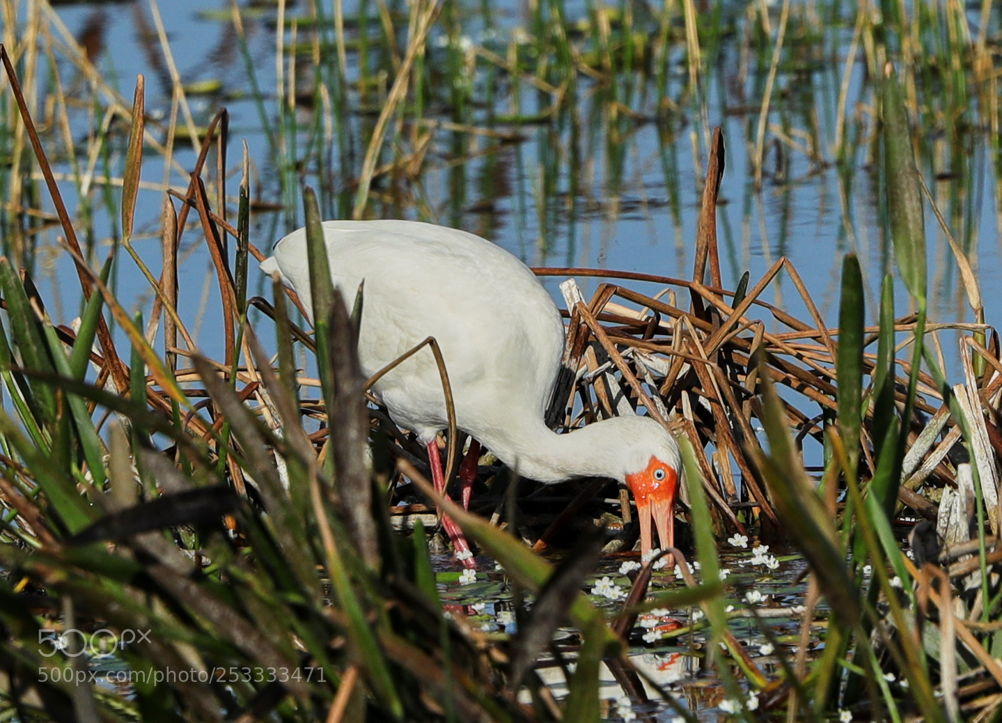 Canon EOS-1D X Mark II sample photo. 04-12-18-0011800.jpg photography