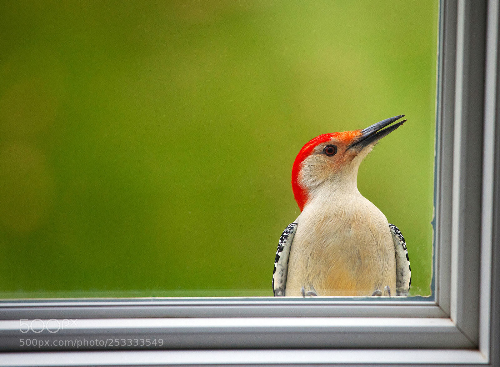 Canon EOS 5D Mark II sample photo. My crazy woodpecker photography