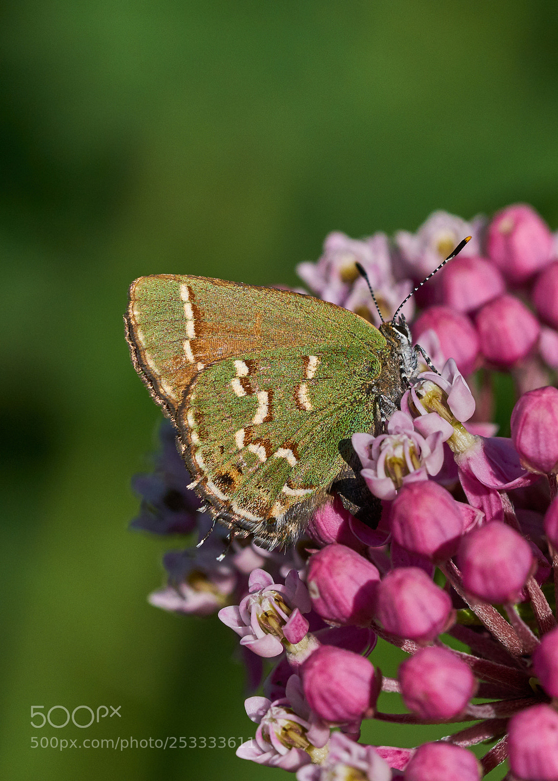 Sony a7R II sample photo. Juniper hairstreak on rose photography
