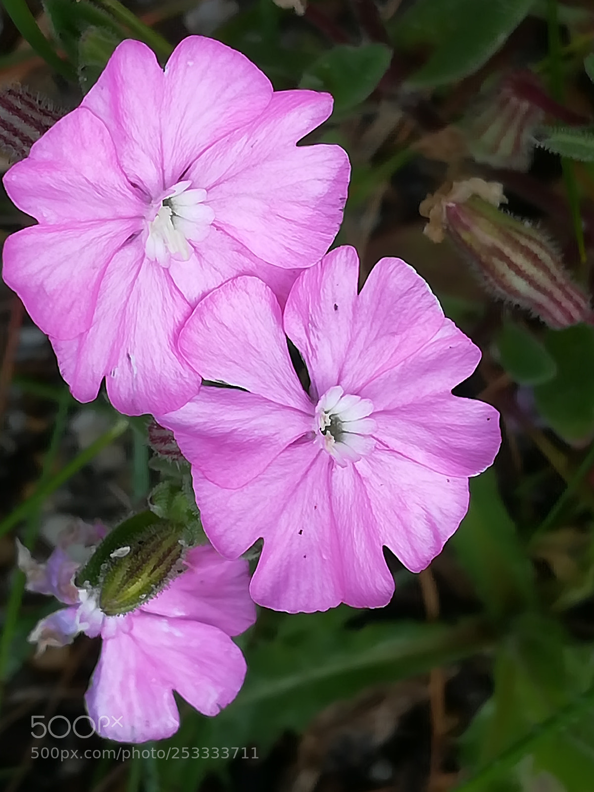 HUAWEI honor 6x sample photo. Red &pink photography
