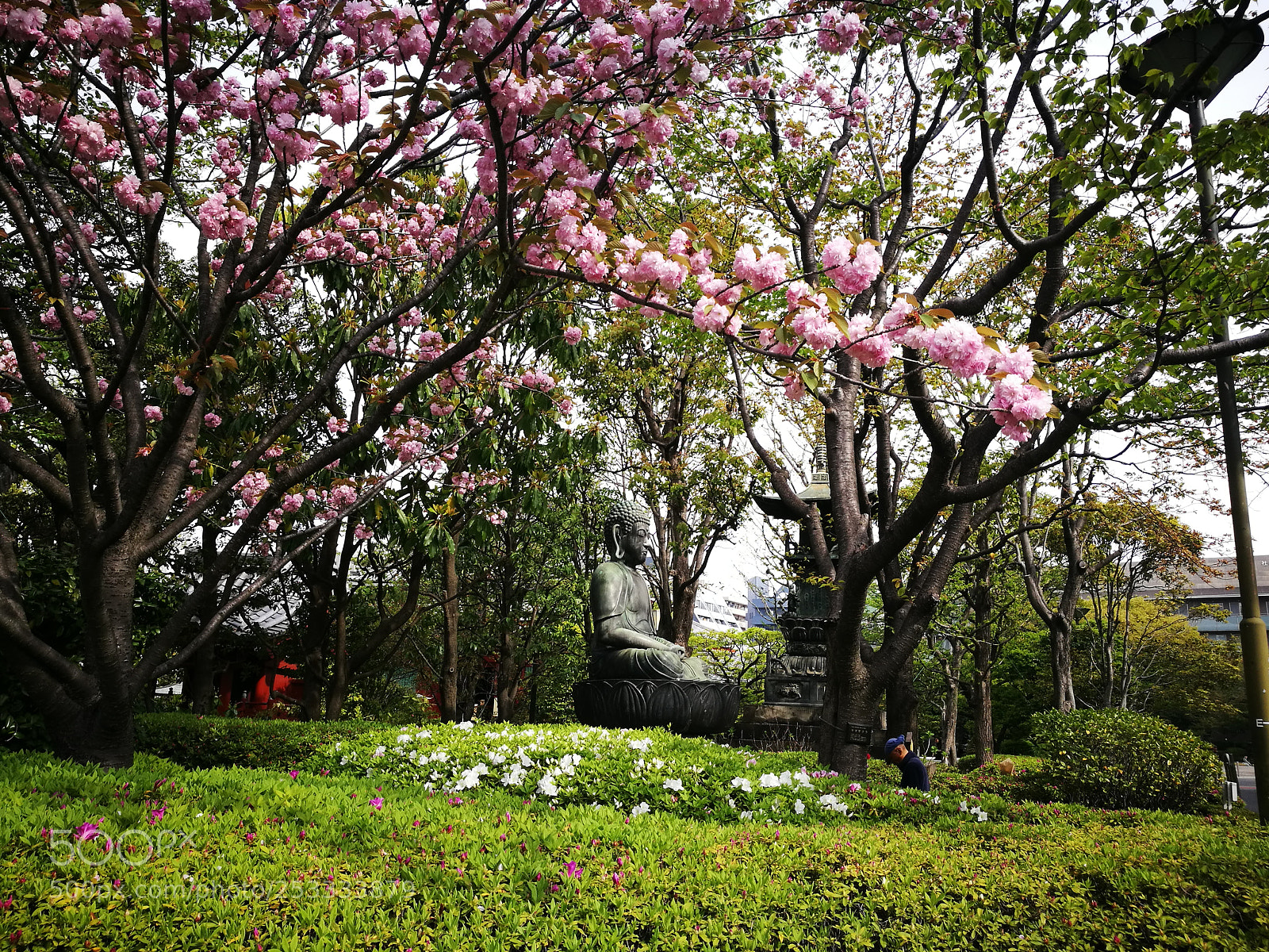 HUAWEI P9 sample photo. Tokyo sakura photography