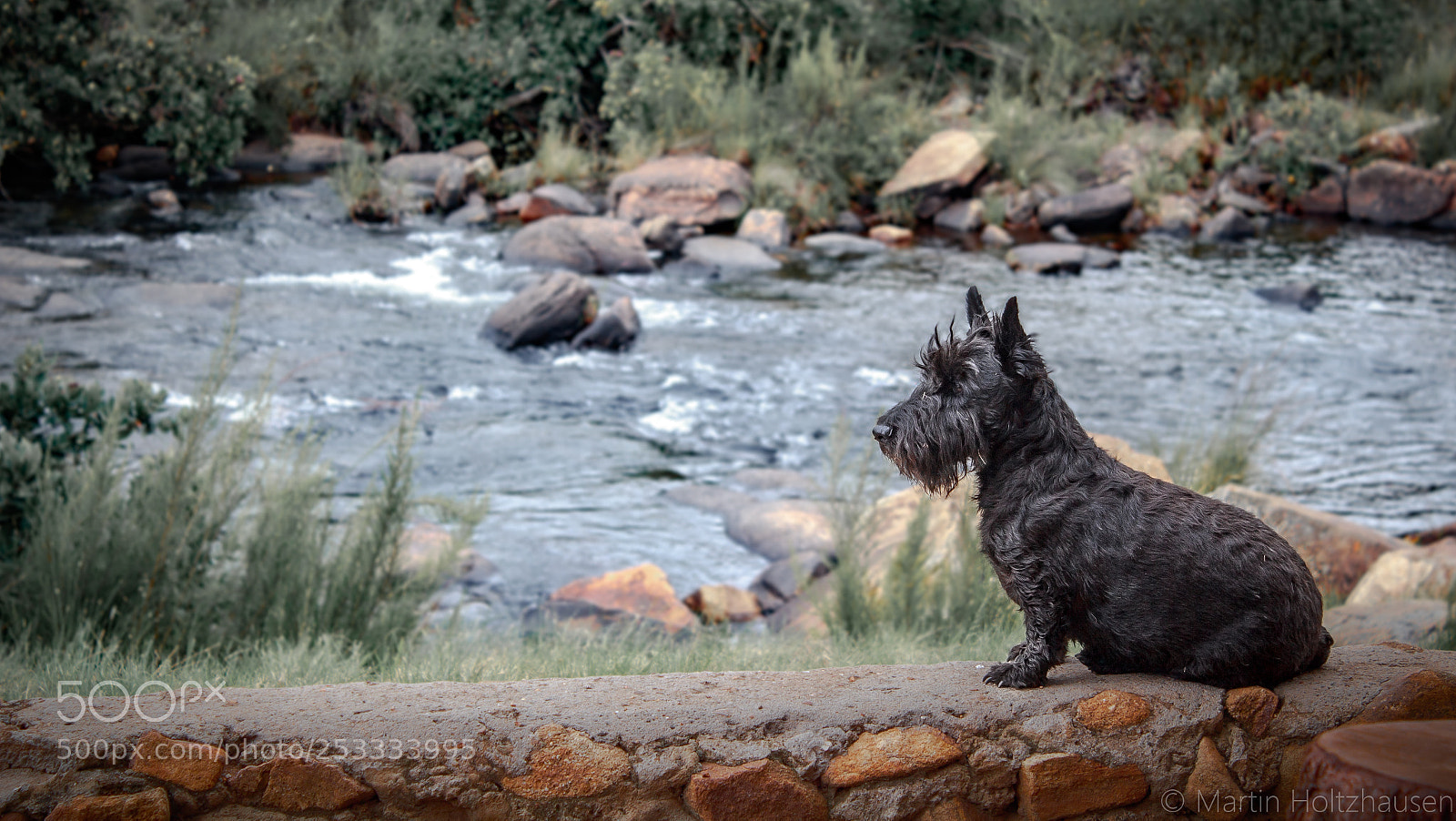 Canon EOS 650D (EOS Rebel T4i / EOS Kiss X6i) sample photo. Bush scottie photography