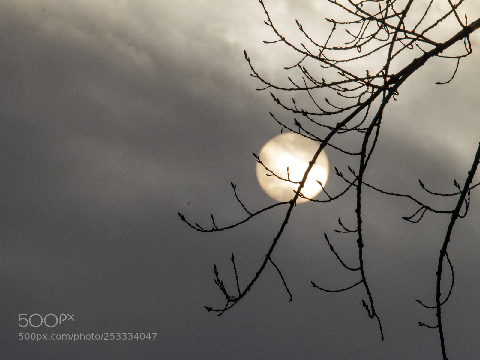 Canon EOS 7D sample photo. Sun shining trough barely photography