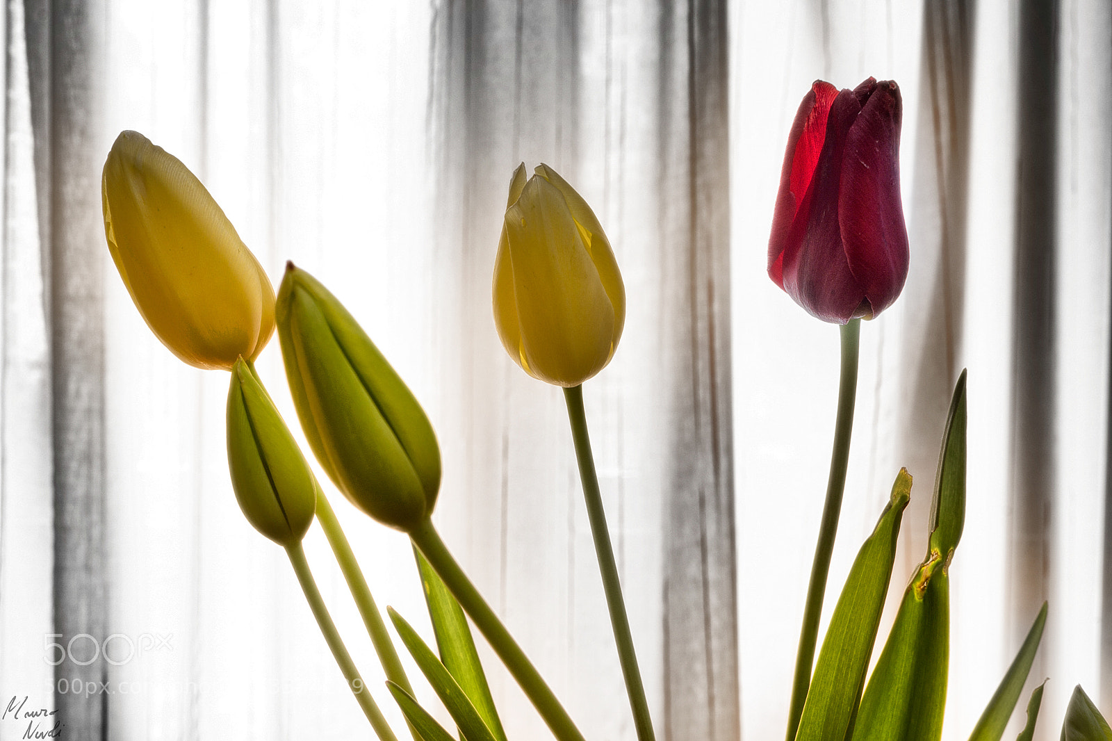 Nikon D3100 sample photo. Colorwave photography