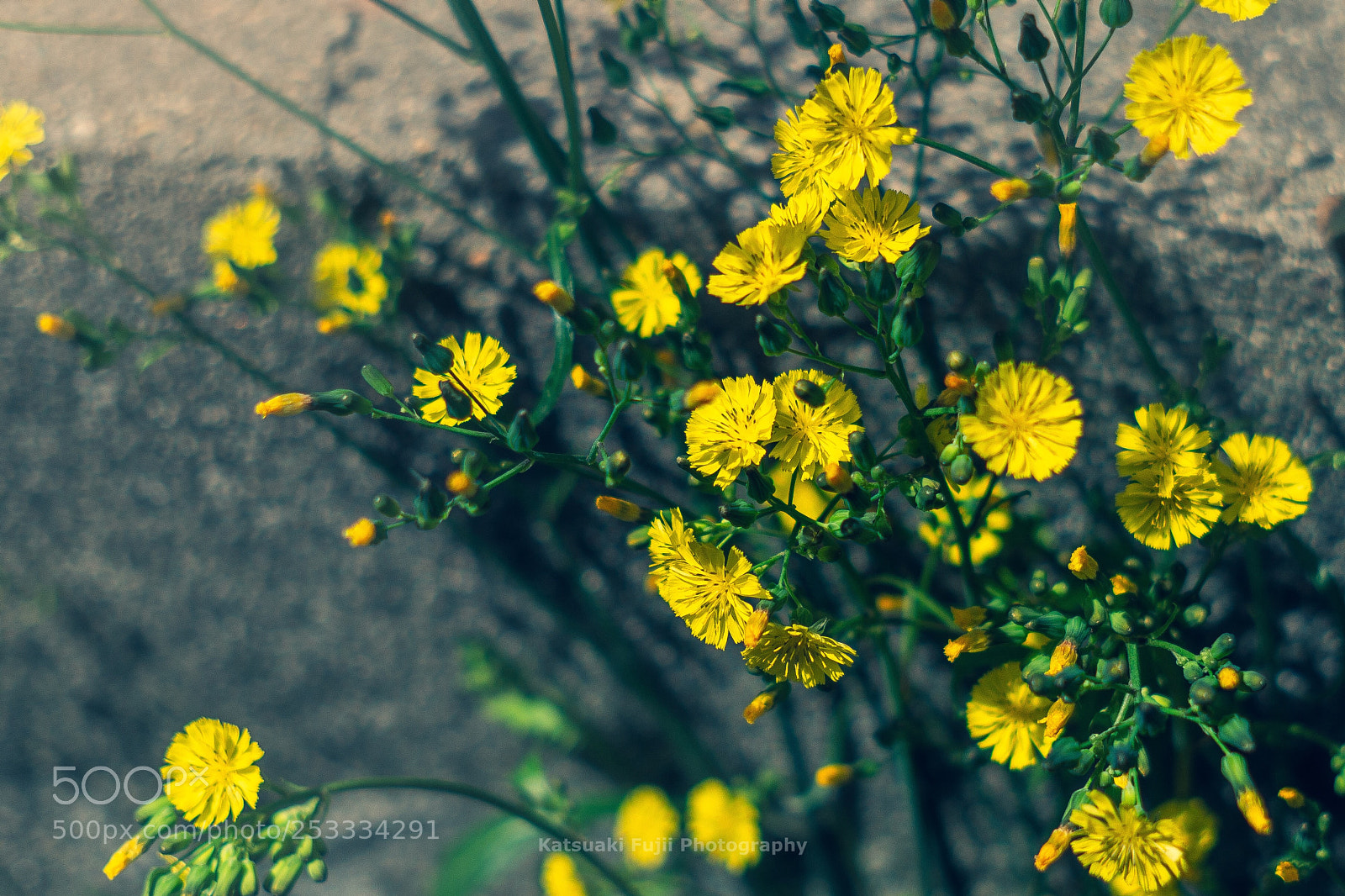 Olympus OM-D E-M10 sample photo. Ixeris debilis photography