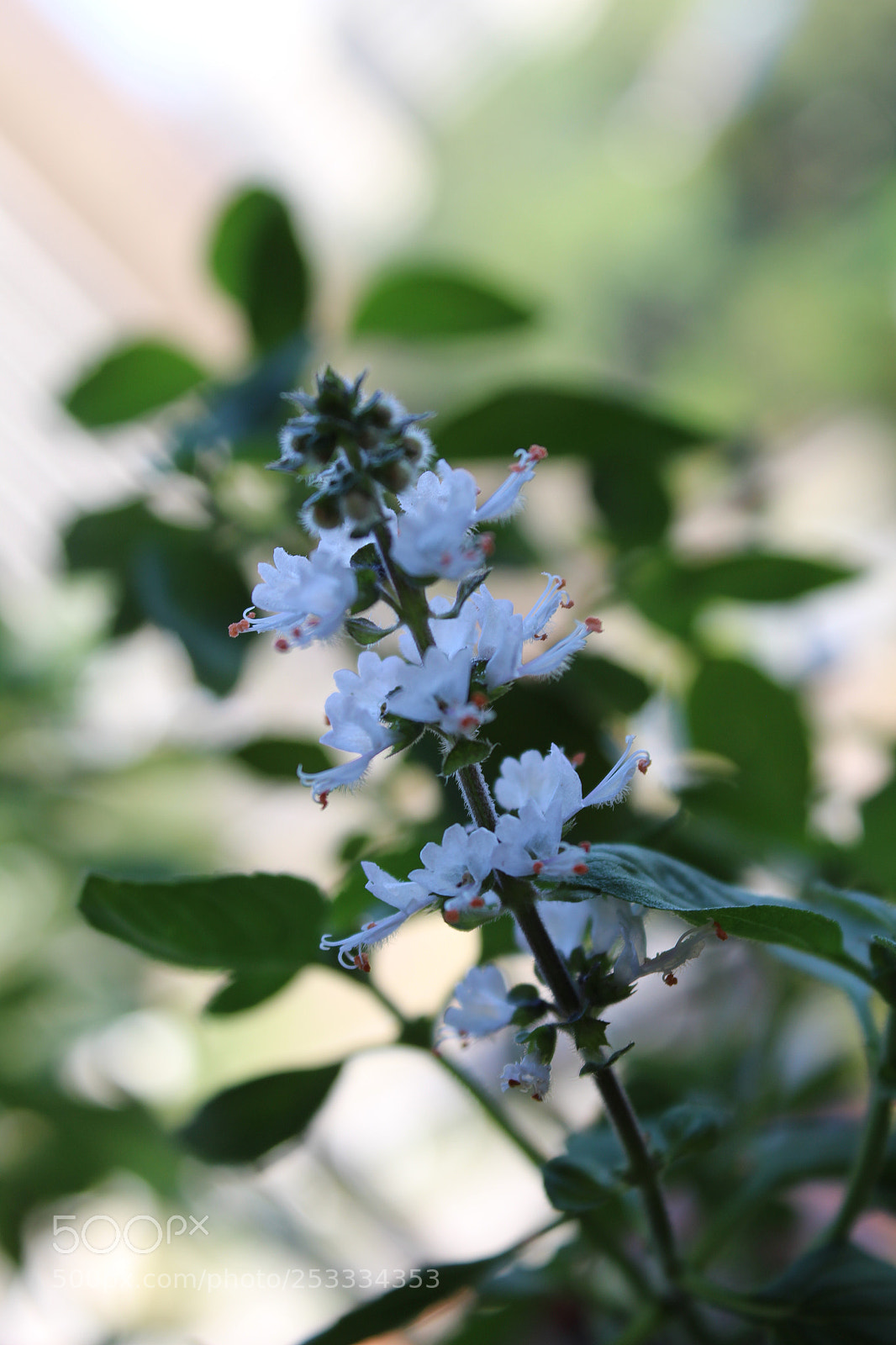 Canon EOS 1300D (EOS Rebel T6 / EOS Kiss X80) sample photo. Flor de manjerona photography