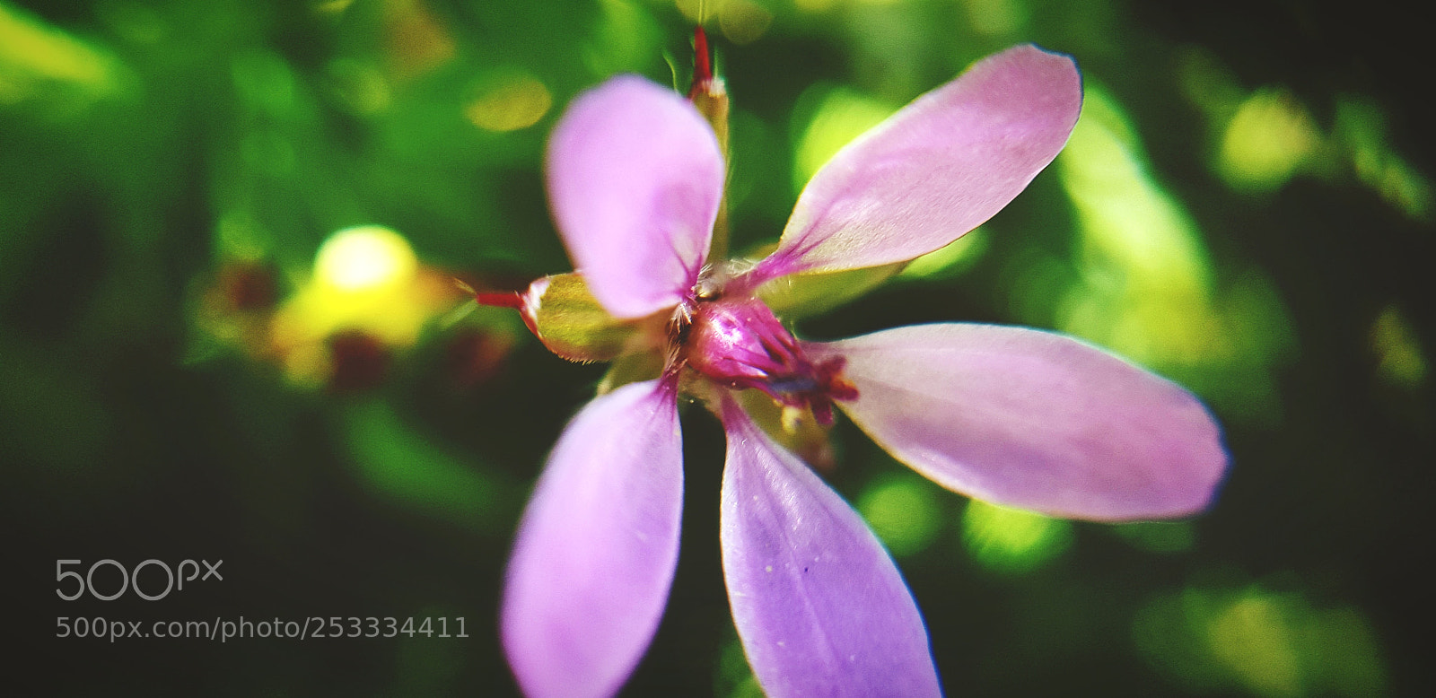 Samsung Galaxy S8 sample photo. Little flower photography