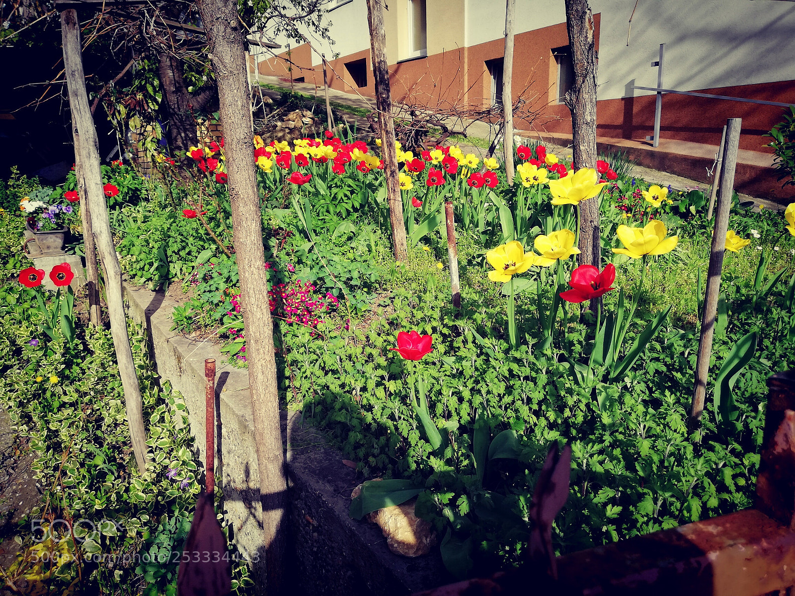 HUAWEI Mate 10 Lite sample photo. Les tulipes de mon photography