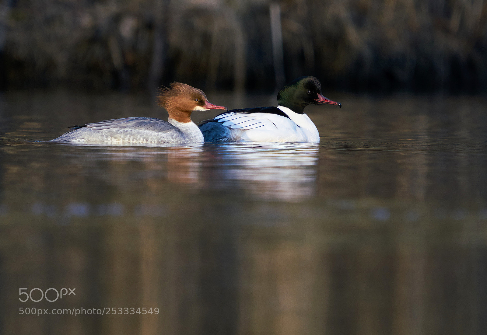 Sony a7R II sample photo. Merganser couple photography