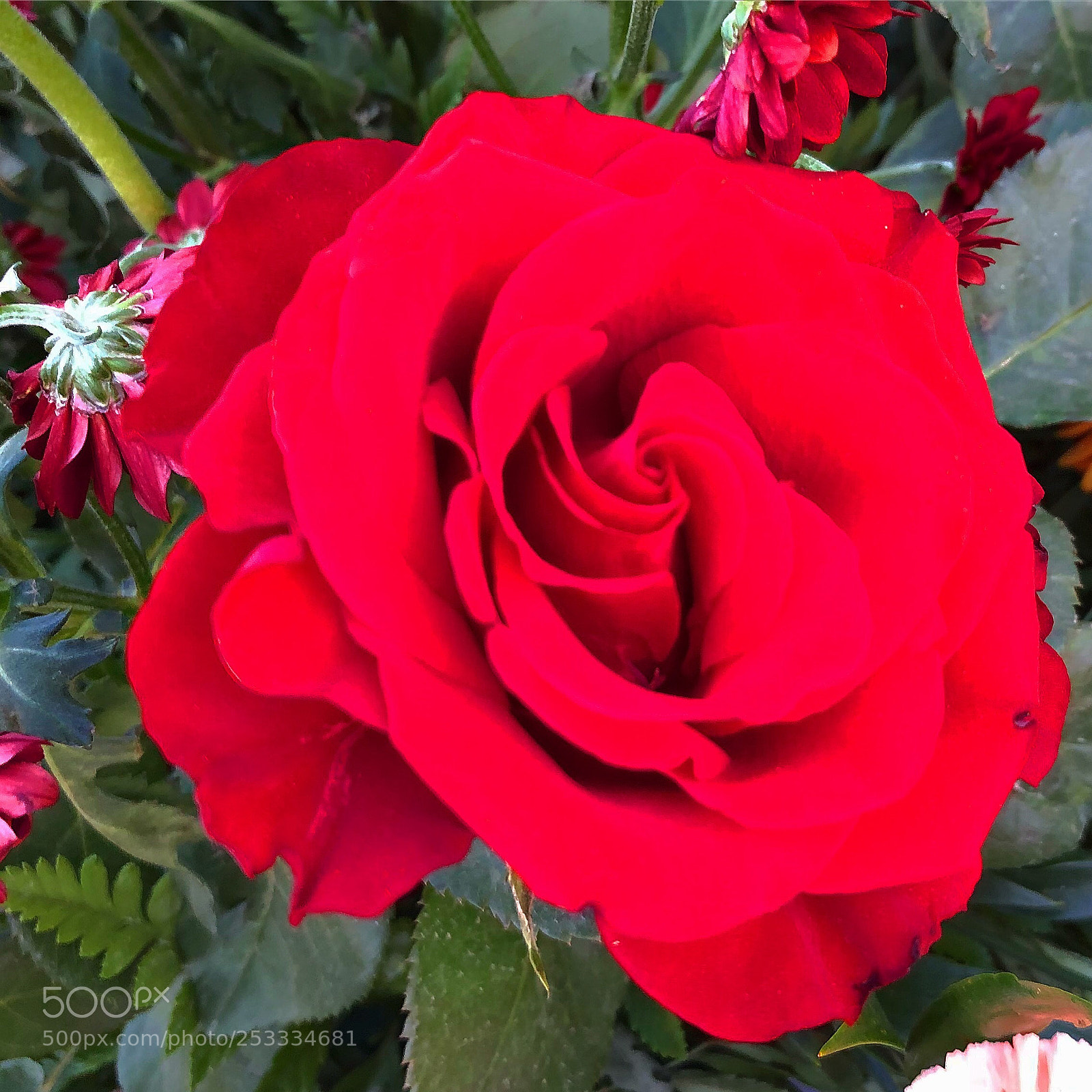 Apple iPhone 8 Plus sample photo. Red rose photography