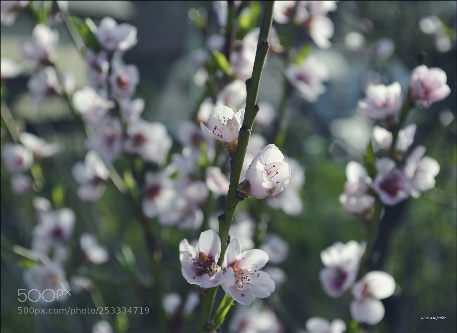 Nikon D3100 sample photo. New life photography