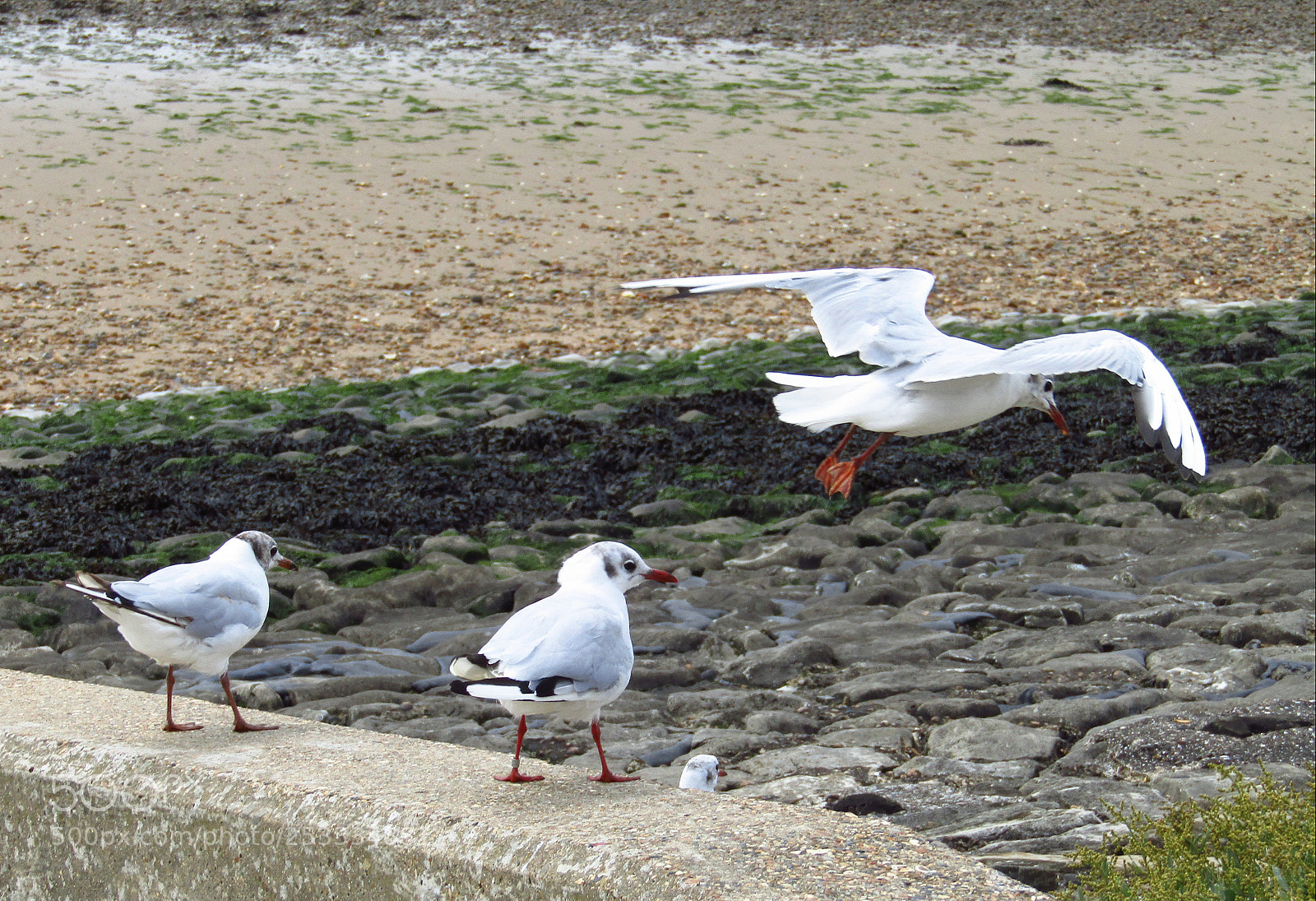 Canon PowerShot SX410 IS sample photo. Seagulls at appropriately enough photography