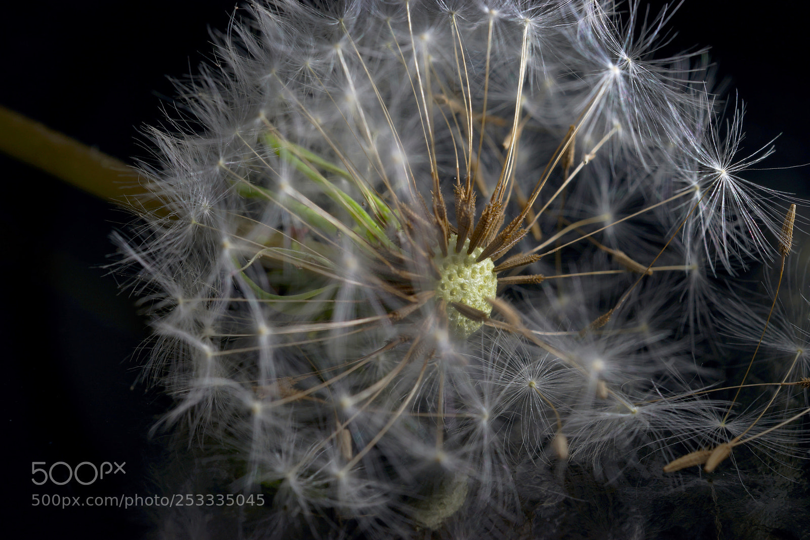 Sony SLT-A99V sample photo. Dandelion photography