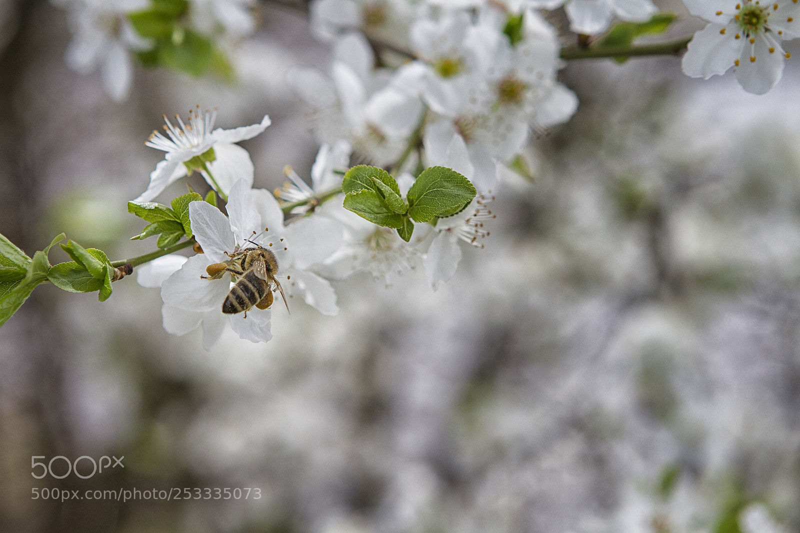Canon EOS 7D sample photo. Bee photography