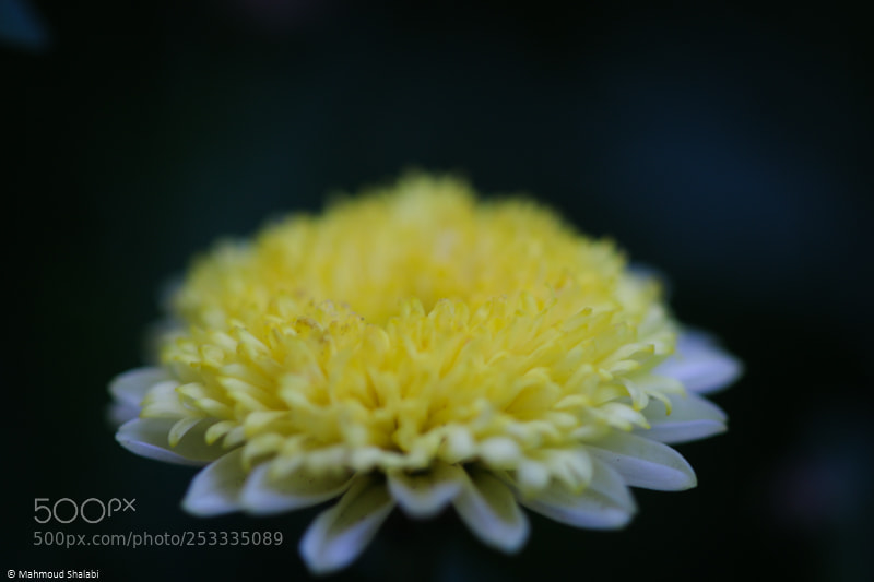 Canon EOS 70D sample photo. Center of the universe photography