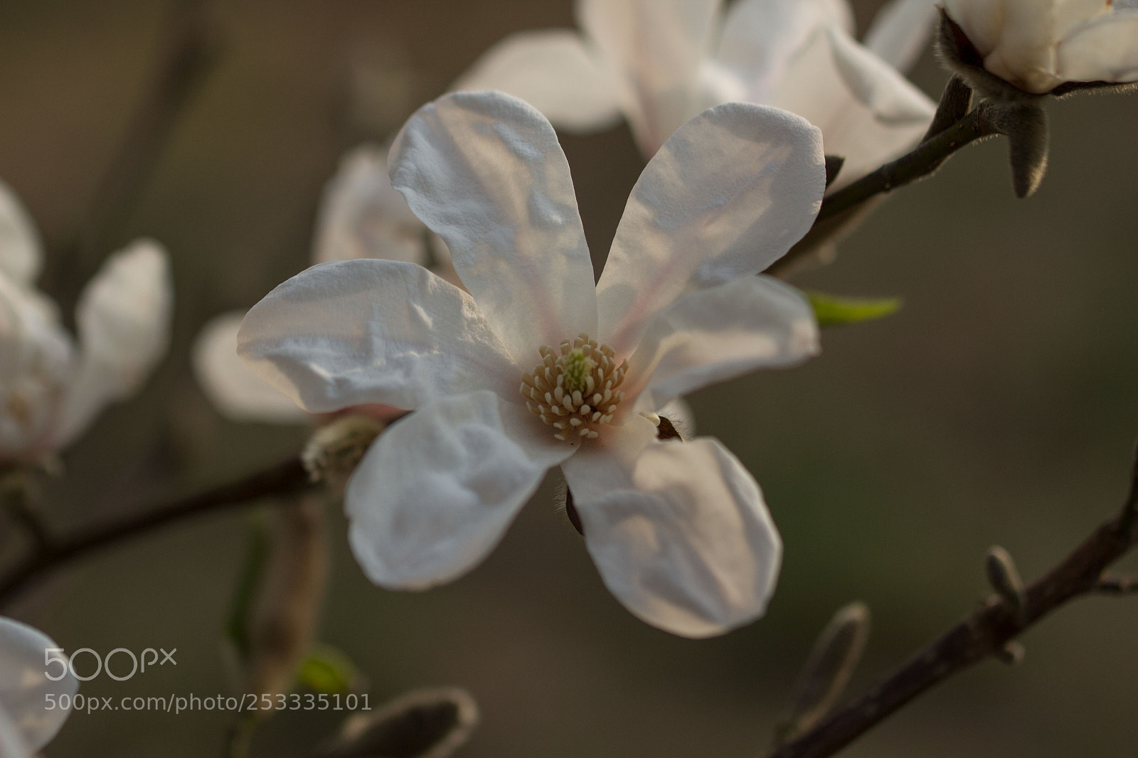 Canon EOS 700D (EOS Rebel T5i / EOS Kiss X7i) sample photo. * photography